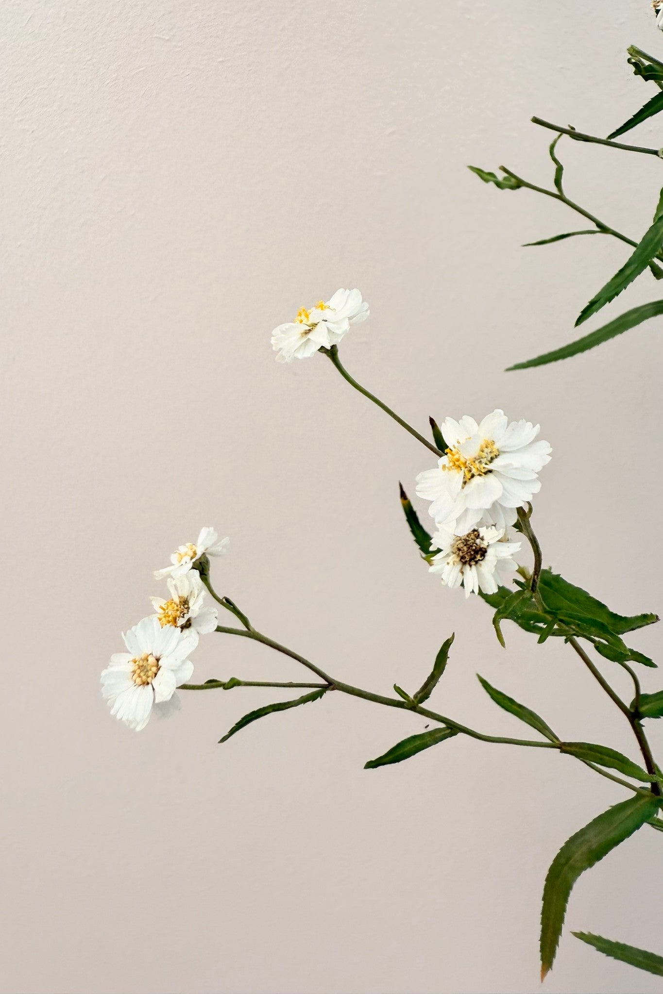 Nyserøllike ‘The Pearl’