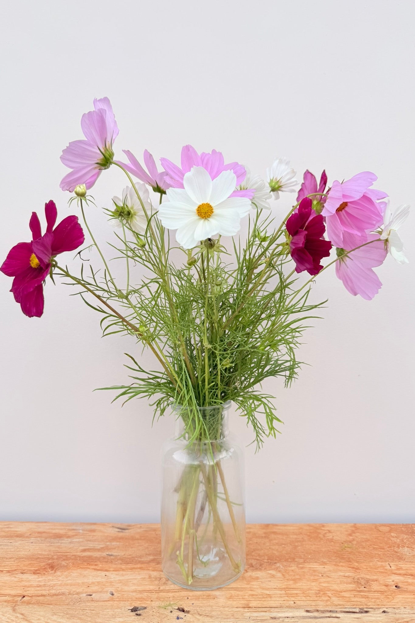 Stolt kavaler 'Apollo Mix'