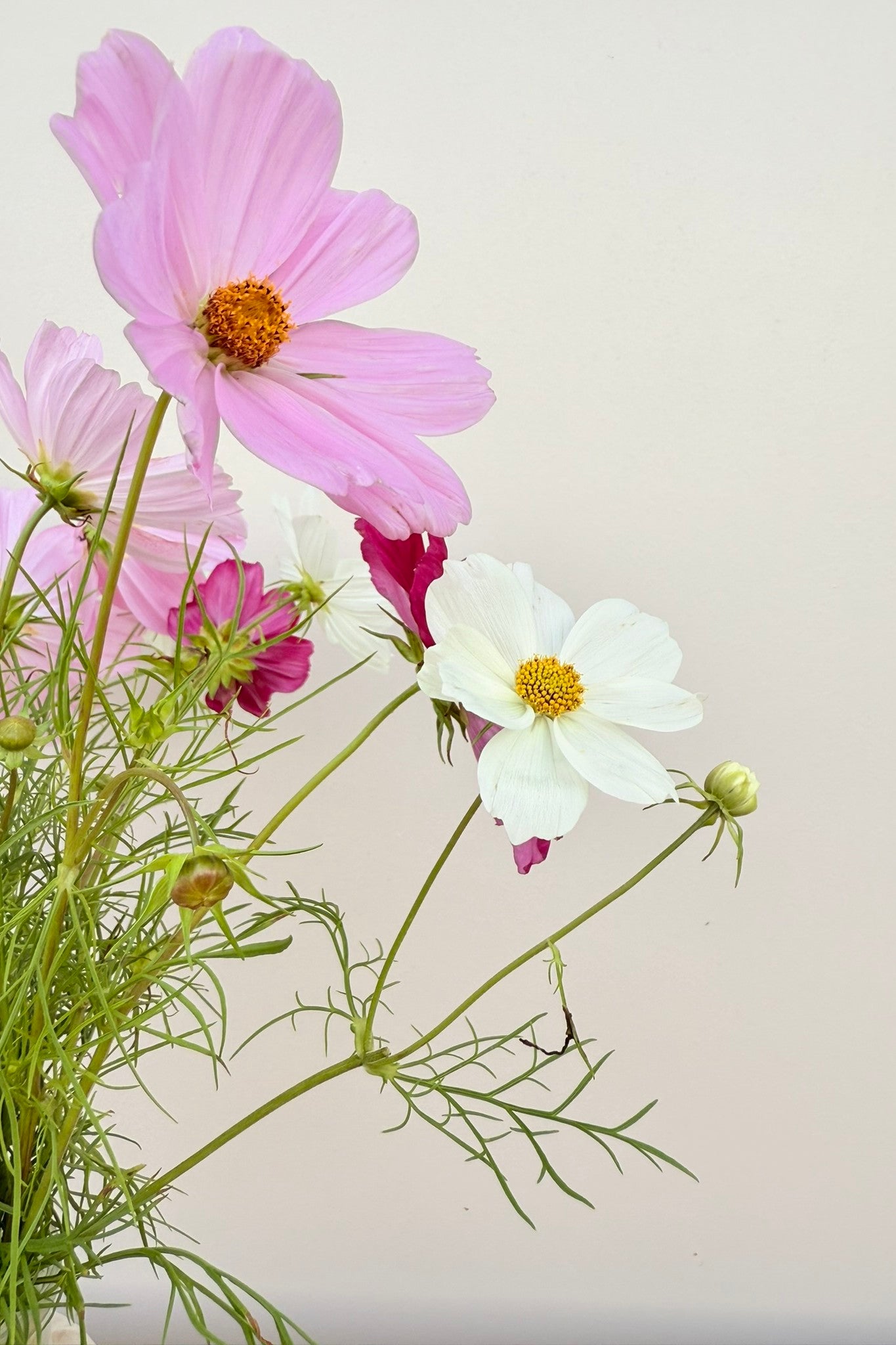 Stolt kavaler 'Apollo Mix'