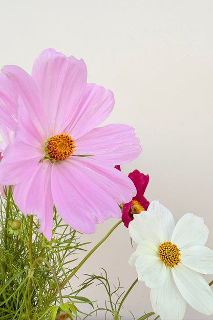 Stolt kavaler 'Apollo Mix'