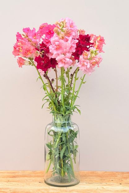 Løvemund ‘Madame Butterfly Mix’