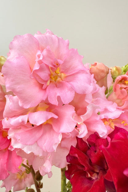 Løvemund ‘Madame Butterfly Mix’