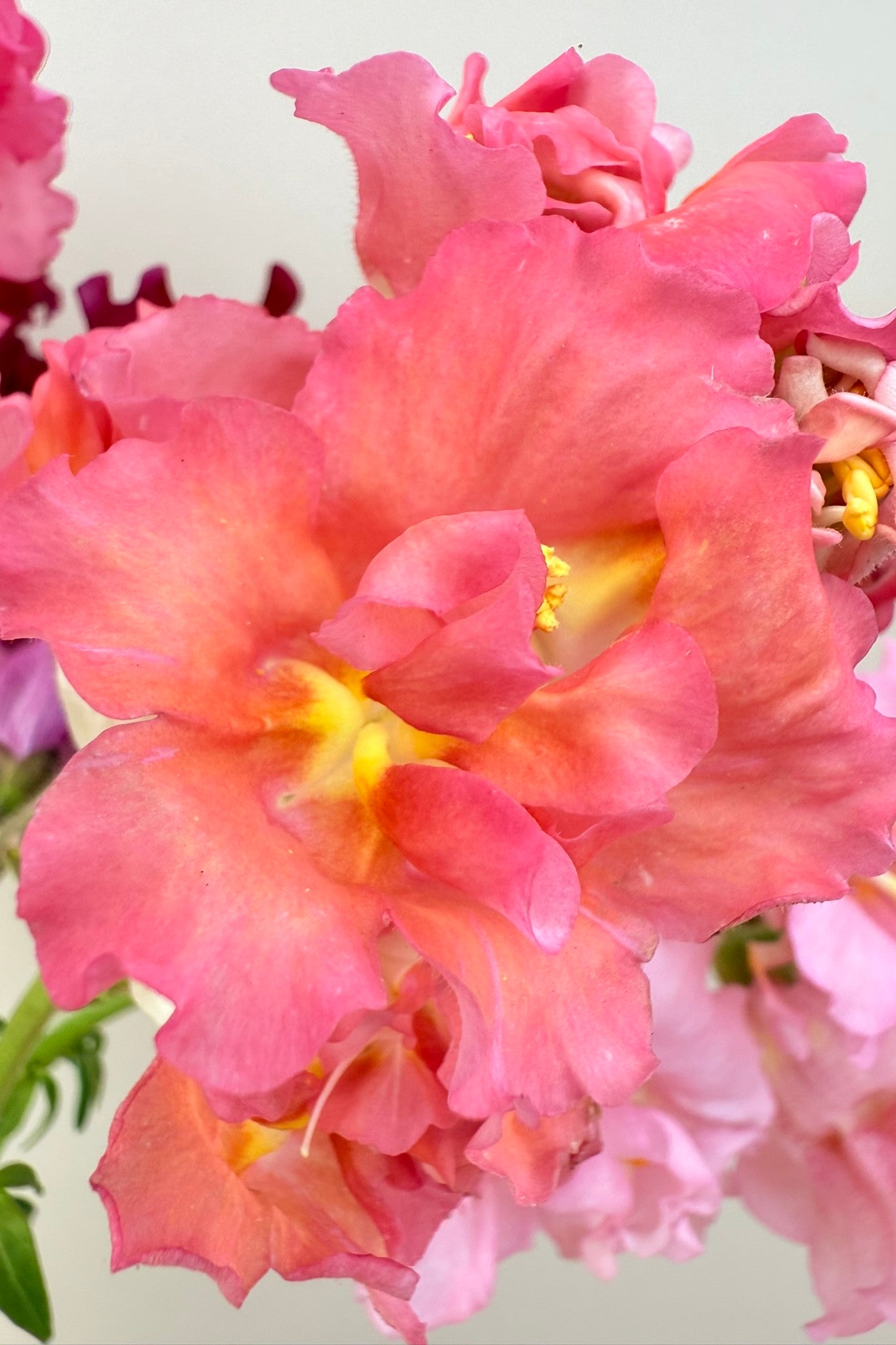 Løvemund ‘Madame Butterfly Mix’