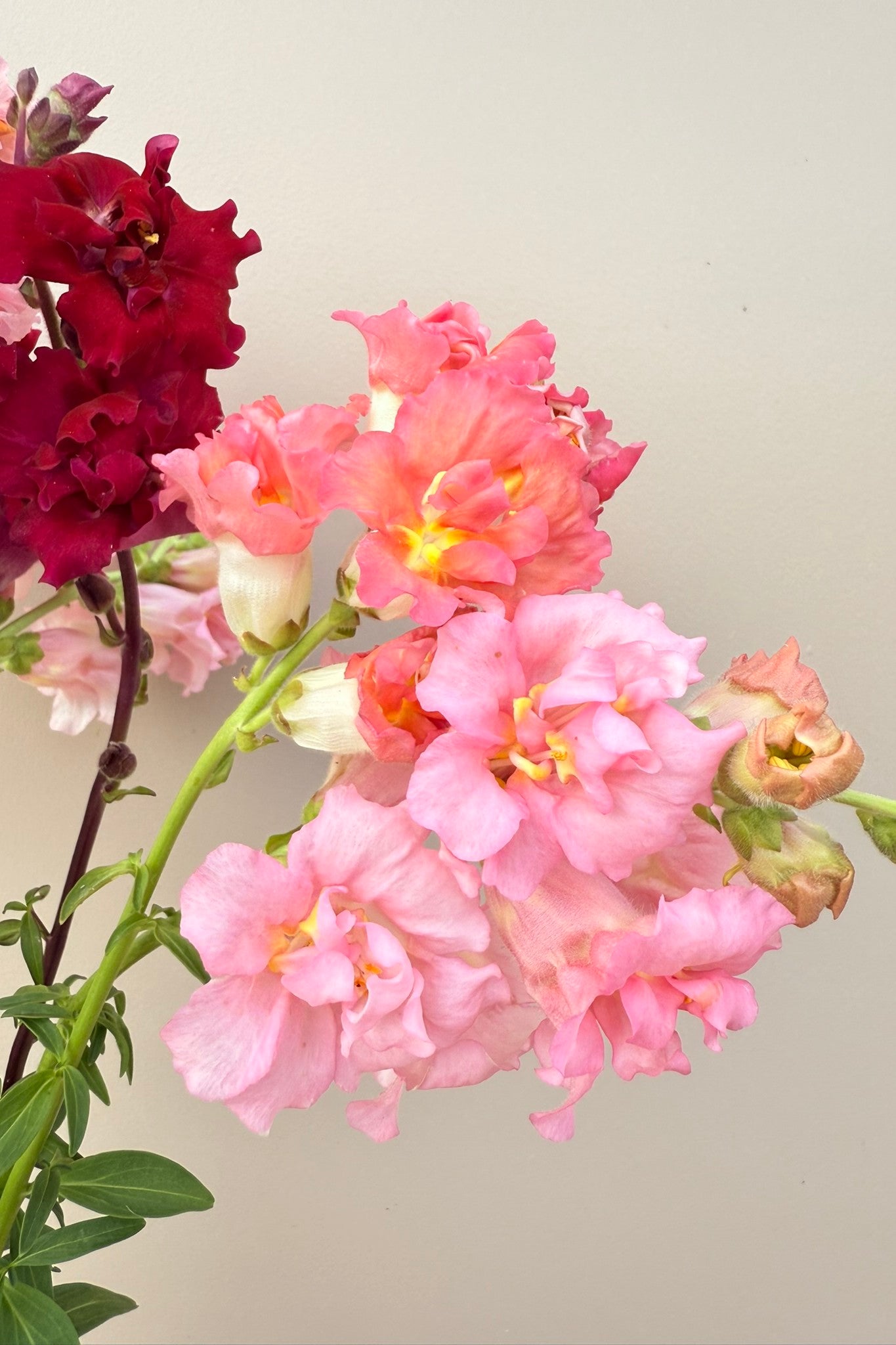 Løvemund ‘Madame Butterfly Mix’