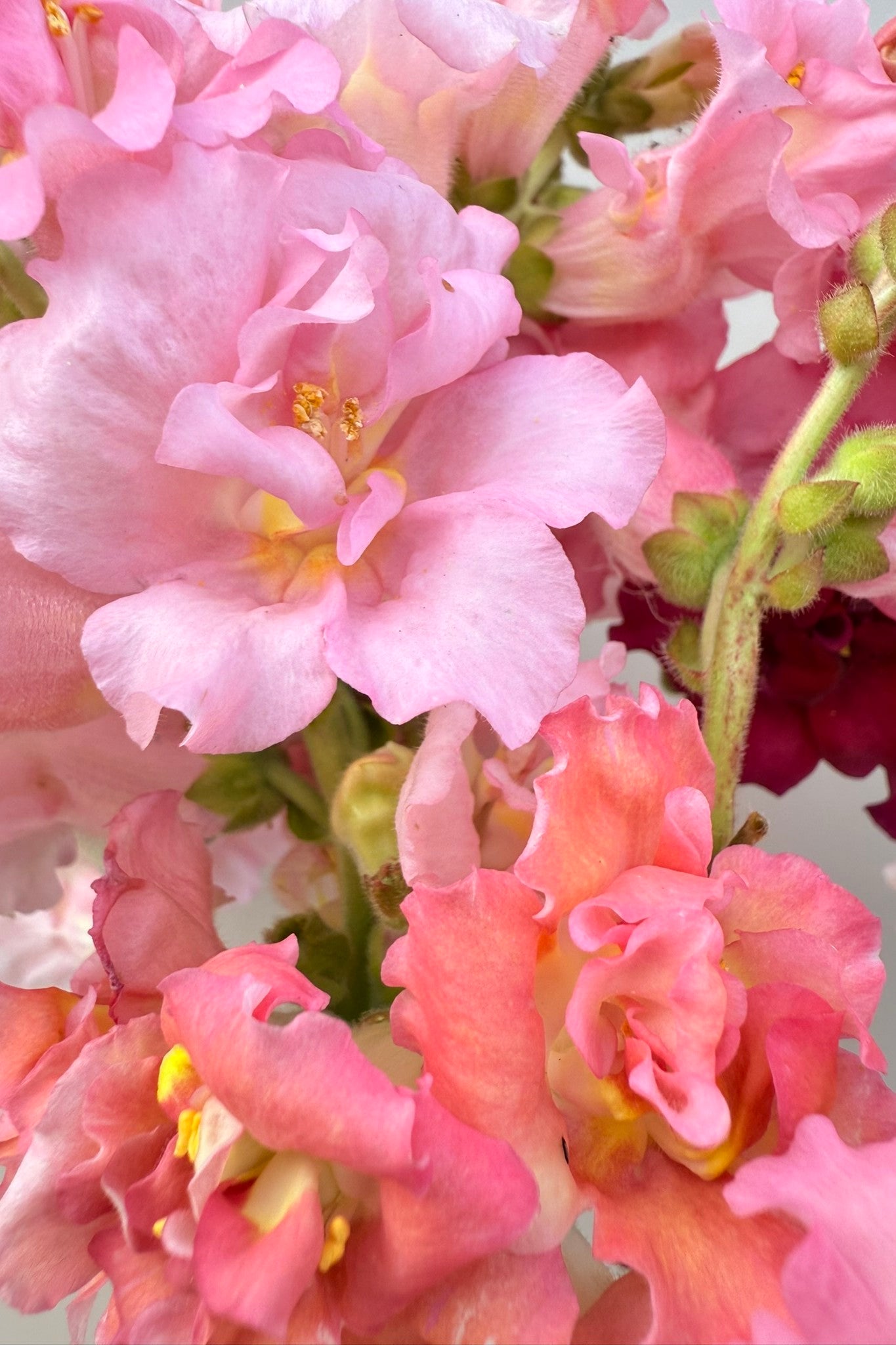 Løvemund ‘Madame Butterfly Mix’