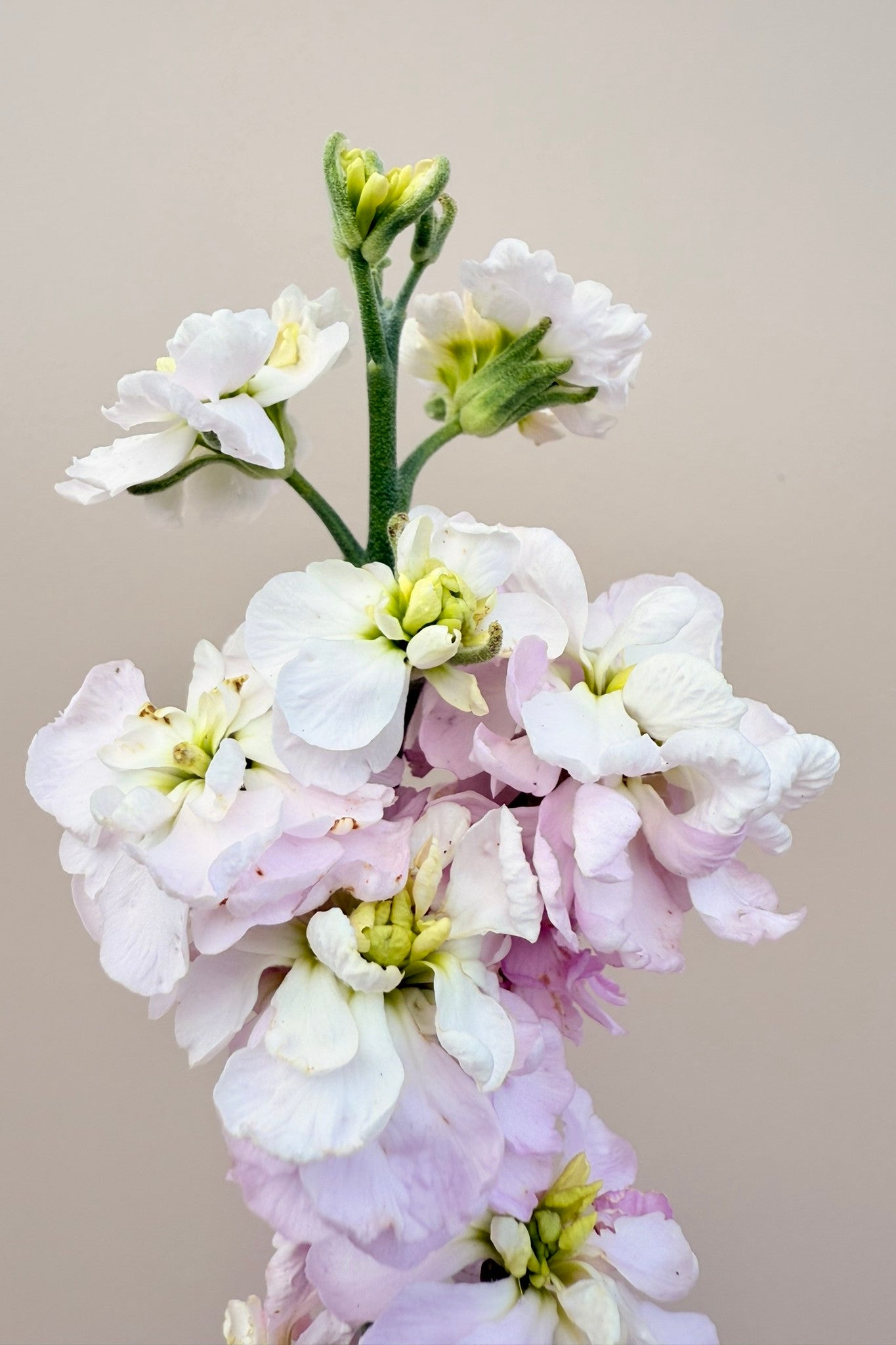 Levkøj 'Column Appleblossom'