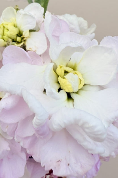 Levkøj 'Column Appleblossom'