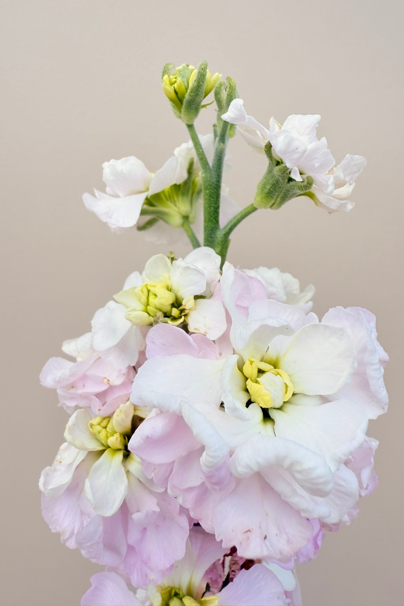 Levkøj 'Column Appleblossom'