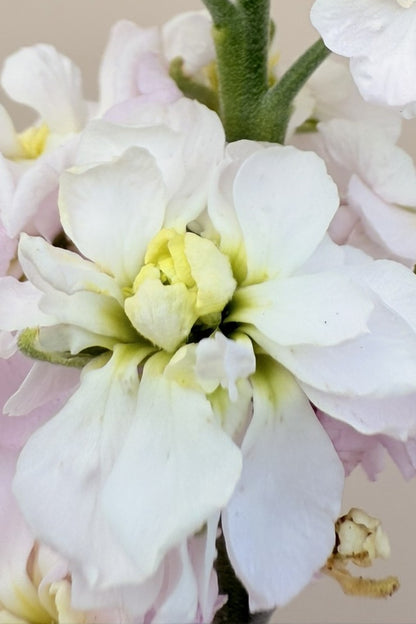 Levkøj 'Column Appleblossom'