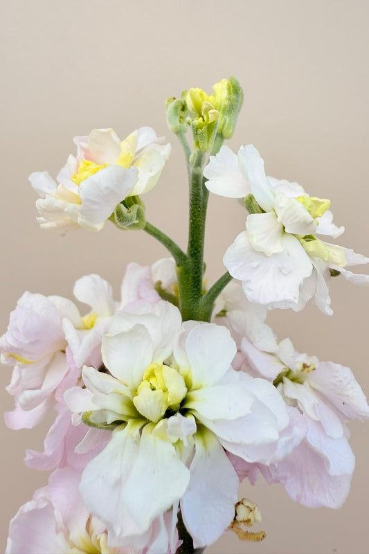 Levkøj 'Column Appleblossom'