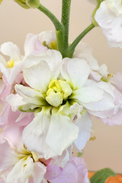 Levkøj 'Column Appleblossom'