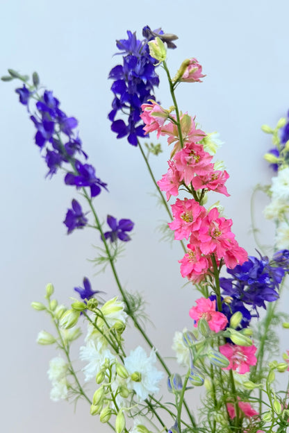 Sommerridderspore ’Qis Formula Mixture’