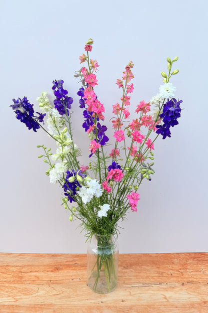 Sommerridderspore ’Qis Formula Mixture’