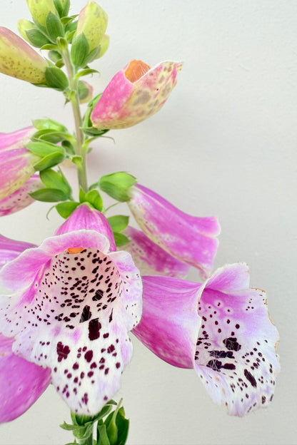 Fingerbøl 'Dottie Rose'