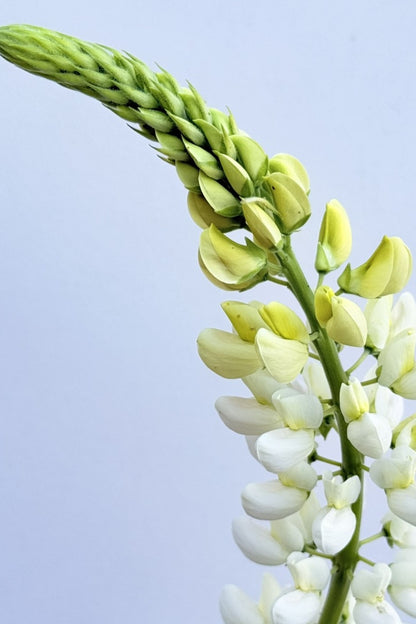 Lupin ‘Russel Noblemaiden’