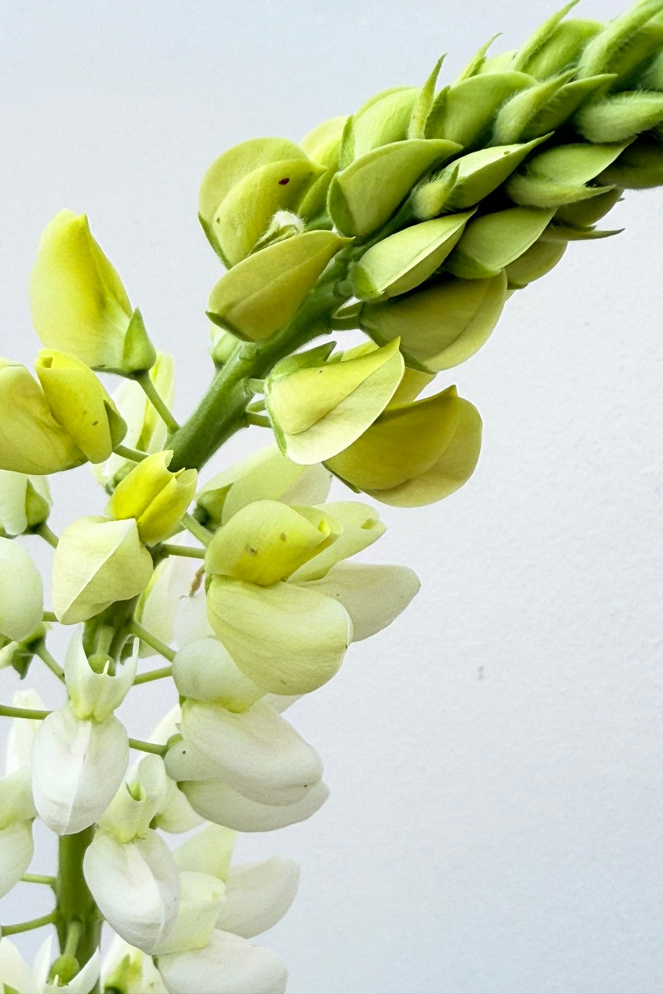 Lupin ‘Russel Noblemaiden’