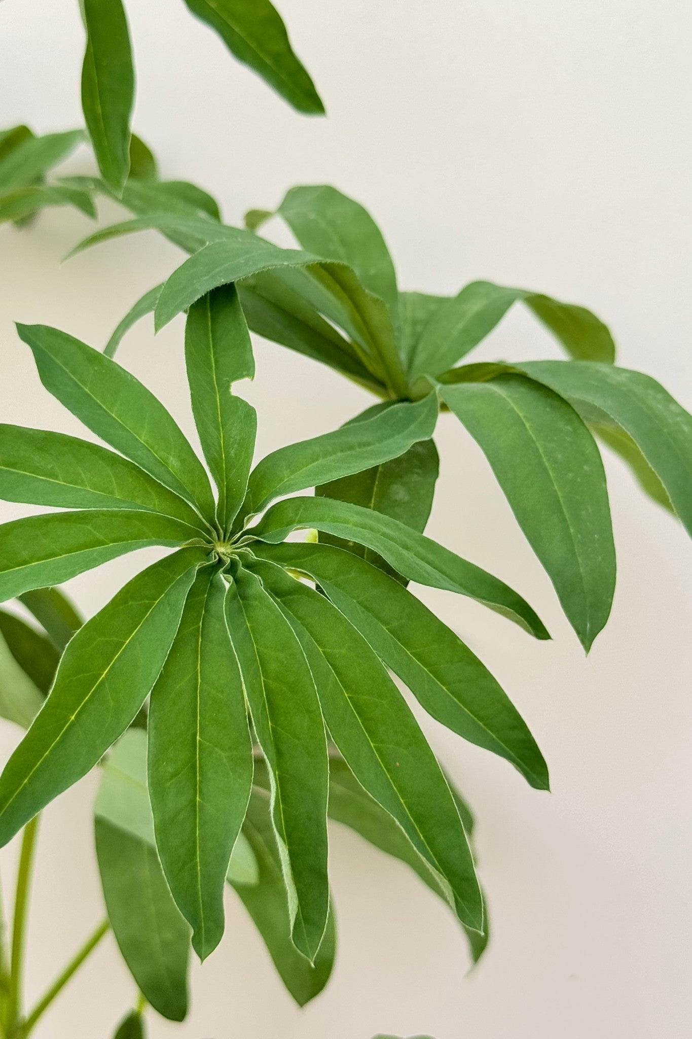 Lupin ‘Russel Noblemaiden’