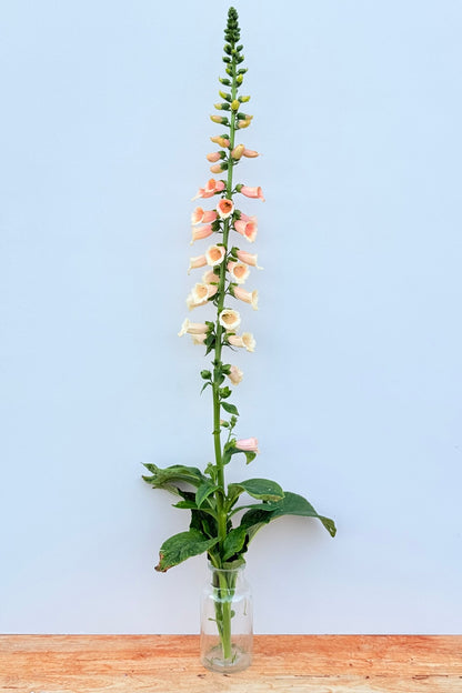 Fingerbøl 'Dalmatian Peach'