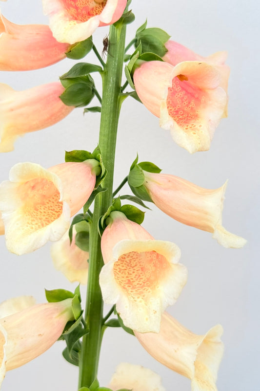 Fingerbøl 'Dalmatian Peach'