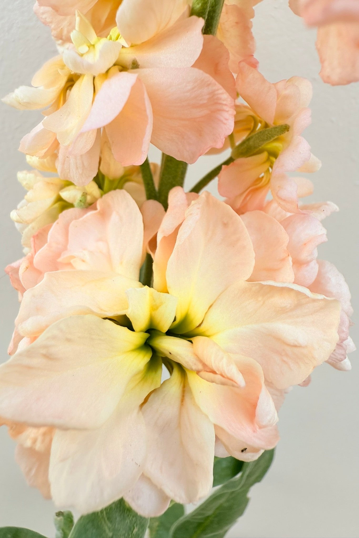 Levkøj 'Column Apricot'