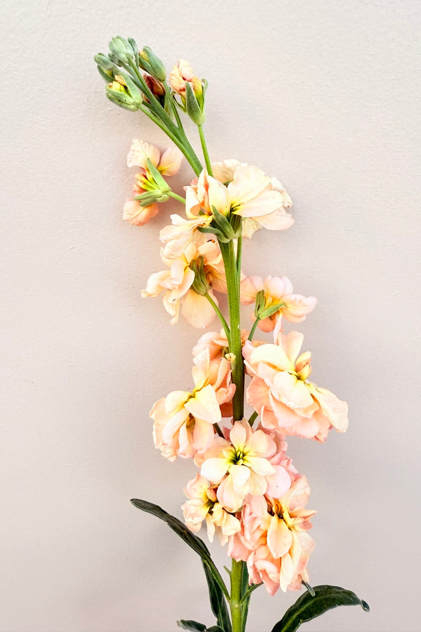 Levkøj 'Column Apricot'