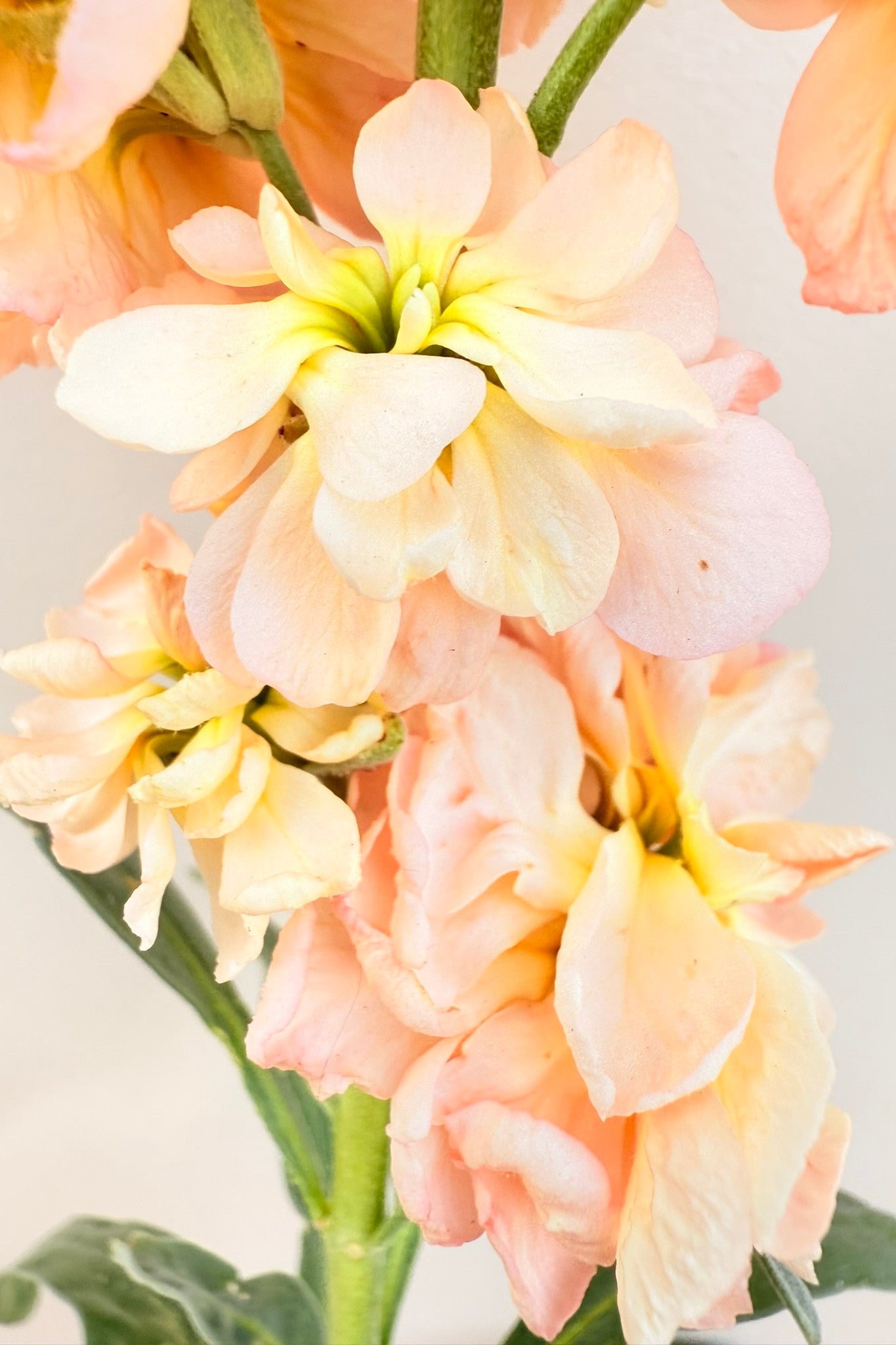 Levkøj 'Column Apricot'