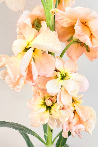 Levkøj 'Column Apricot'