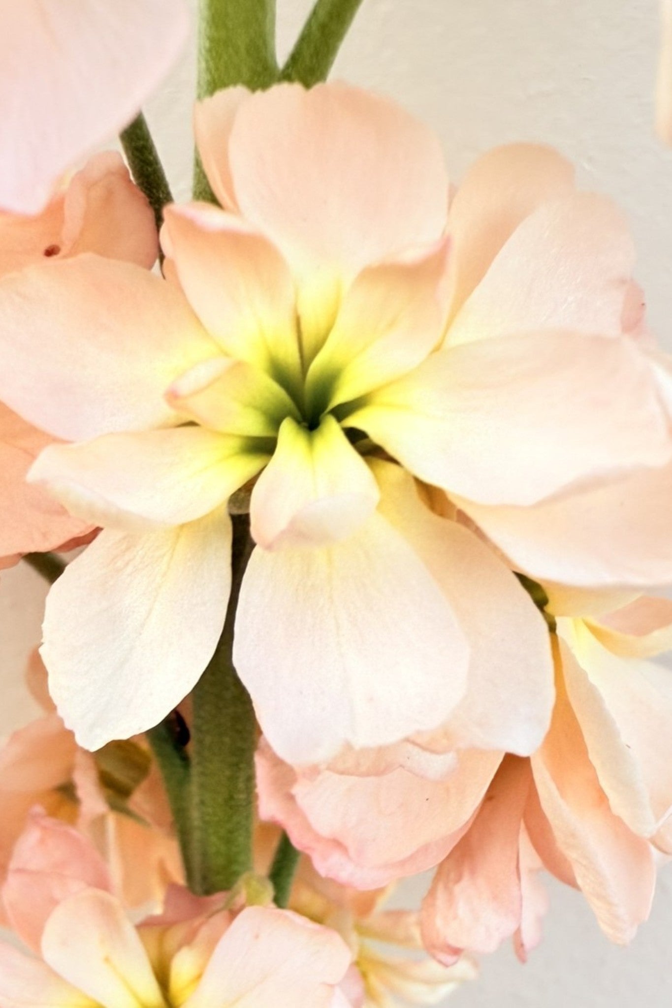 Levkøj 'Column Apricot'