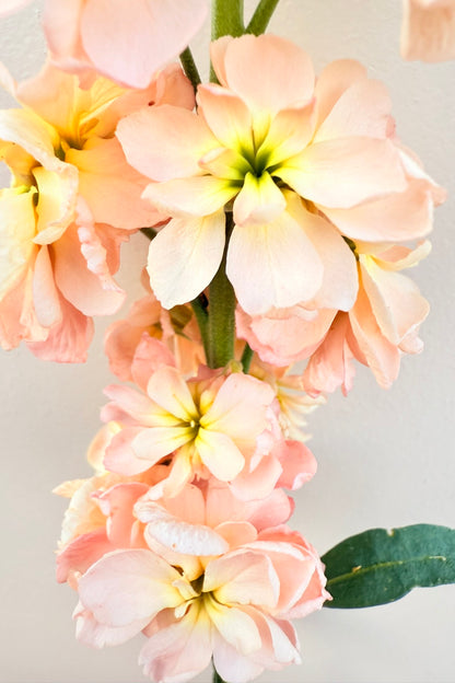 Levkøj 'Column Apricot'