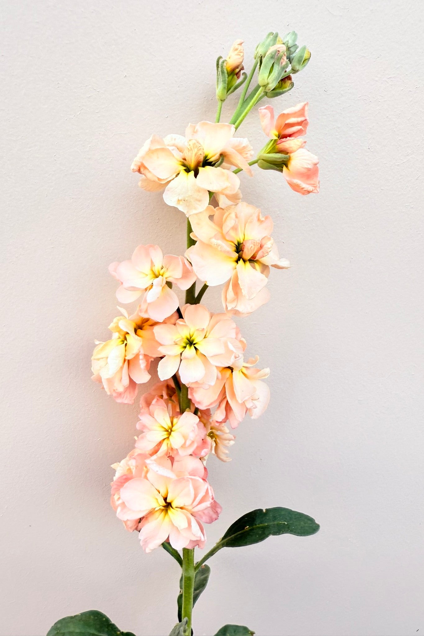 Levkøj 'Column Apricot'