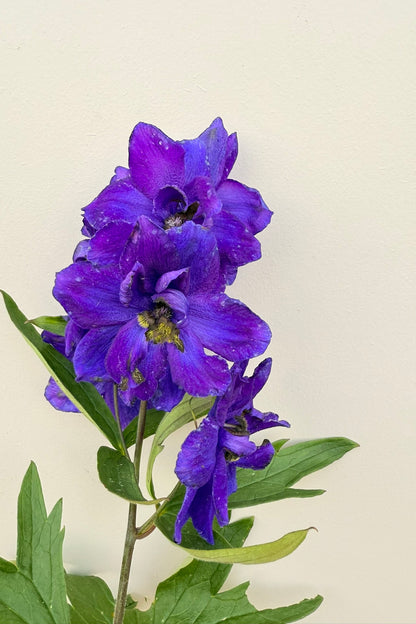 Ridderspore ‘Magic Fountains Mix’