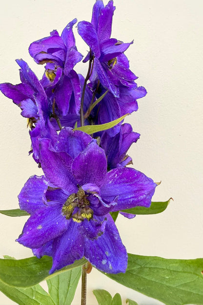 Ridderspore ‘Magic Fountains Mix’