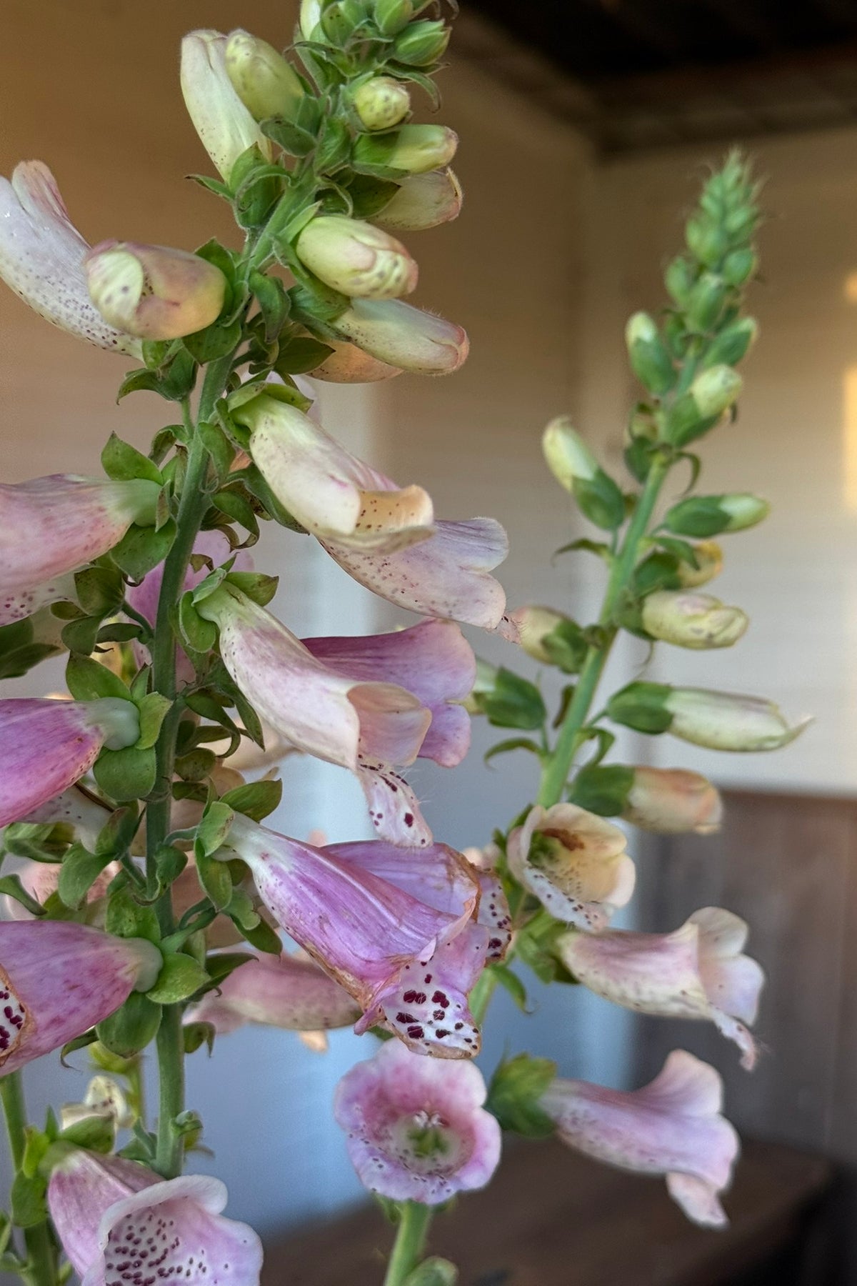 Fingerbøl 'Camelot Lavender' F1 - frø