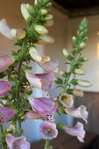 Fingerbøl 'Camelot Lavender' F1 - frø