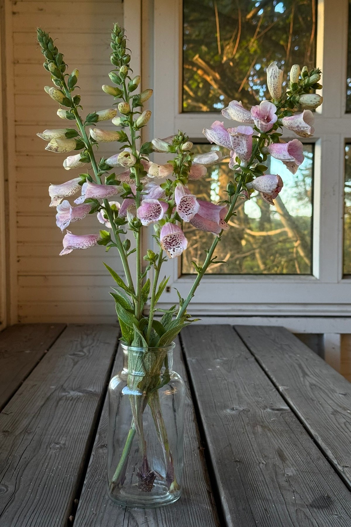Fingerbøl 'Camelot Lavender' F1 - frø