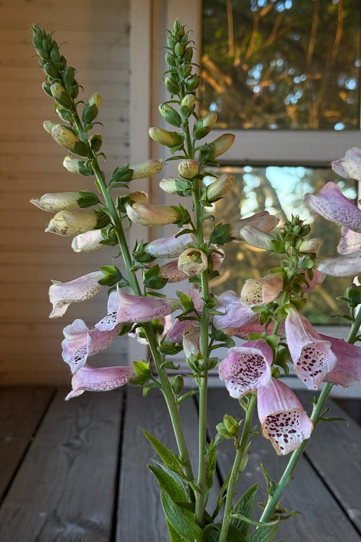 Fingerbøl 'Camelot Lavender' F1 - frø