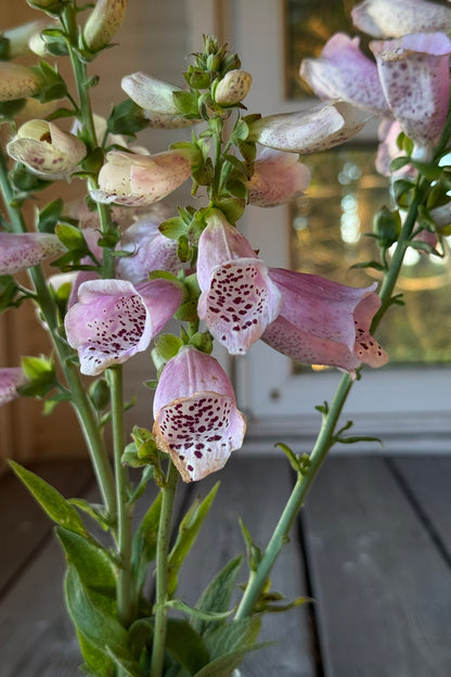 Fingerbøl 'Camelot Lavender' F1 - frø