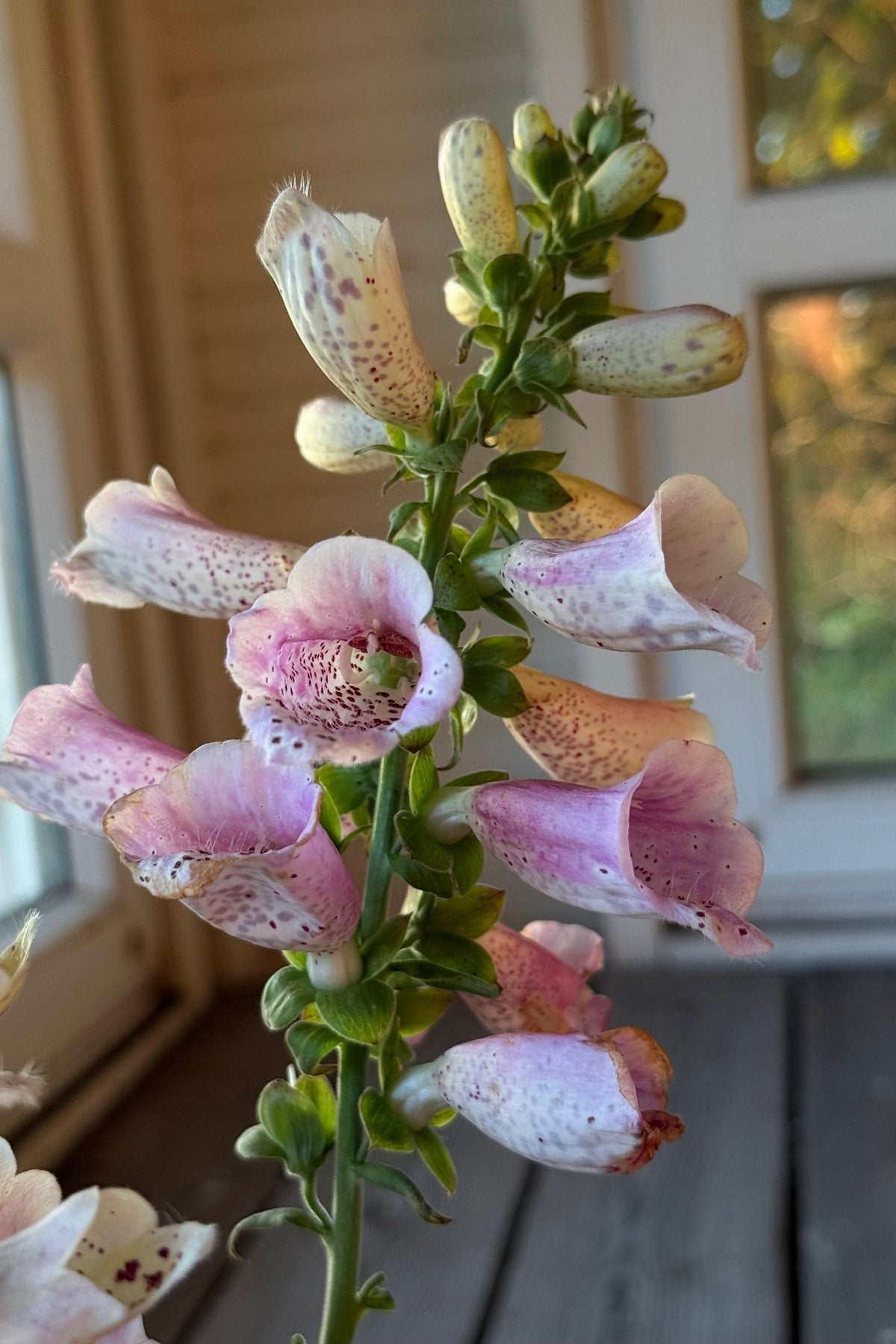 Fingerbøl 'Camelot Lavender' F1 - frø