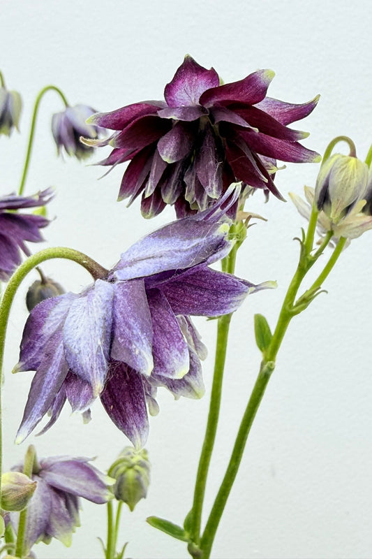 Akeleje 'Purple Barlow white edged' - Frø
