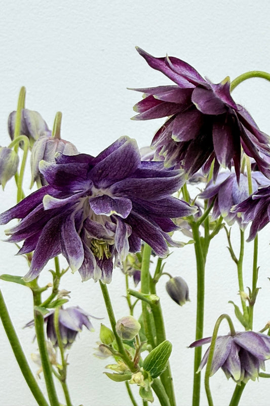 Akeleje 'Purple Barlow white edged' - Frø