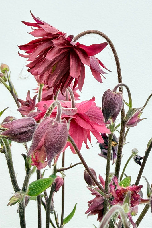 Akeleje 'Rose Barlow' - Frø