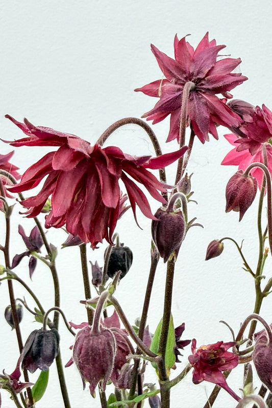 Akeleje 'Rose Barlow' - Frø