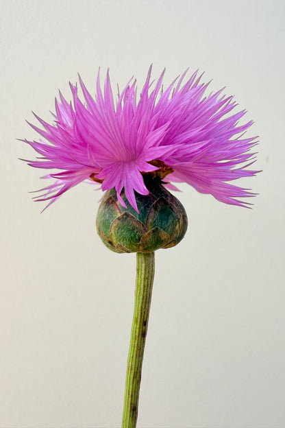 Duftknopurt 'Imperialis Mix'