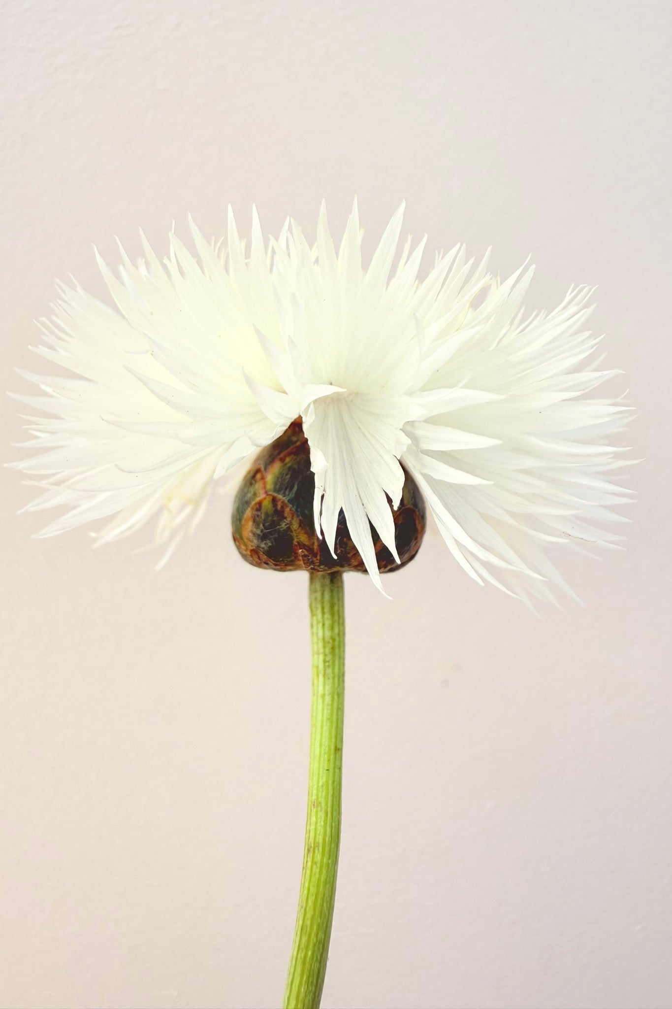 Duftknopurt 'The Bride'