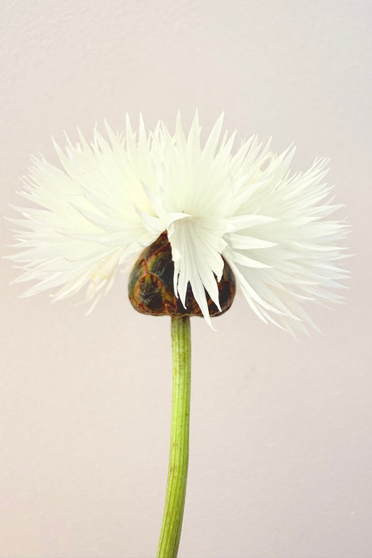 Duftknopurt 'The Bride'