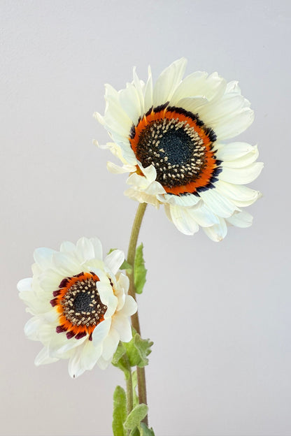 Bjørneøre ‘Zulu Prince’