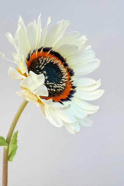 Bjørneøre ‘Zulu Prince’