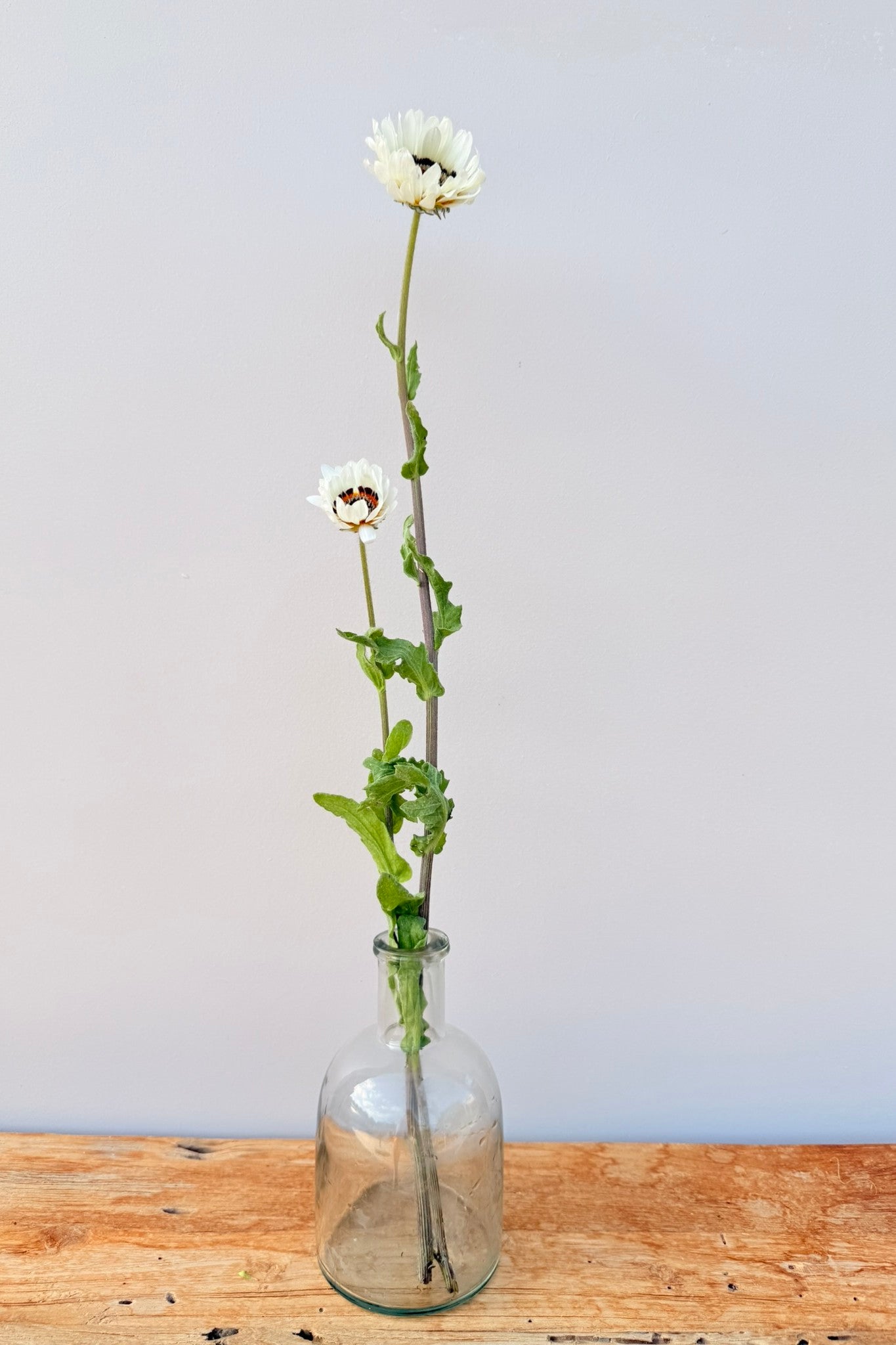 Bjørneøre ‘Zulu Prince’