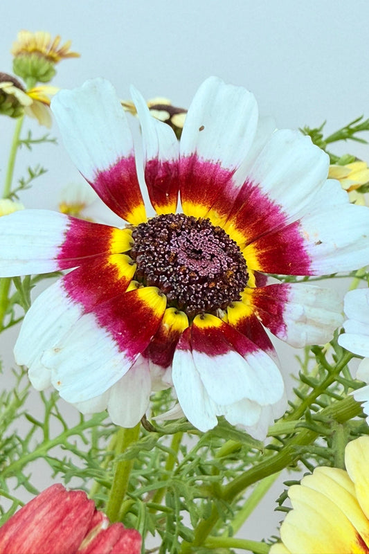 Okseøje ‘Rainbow mix’