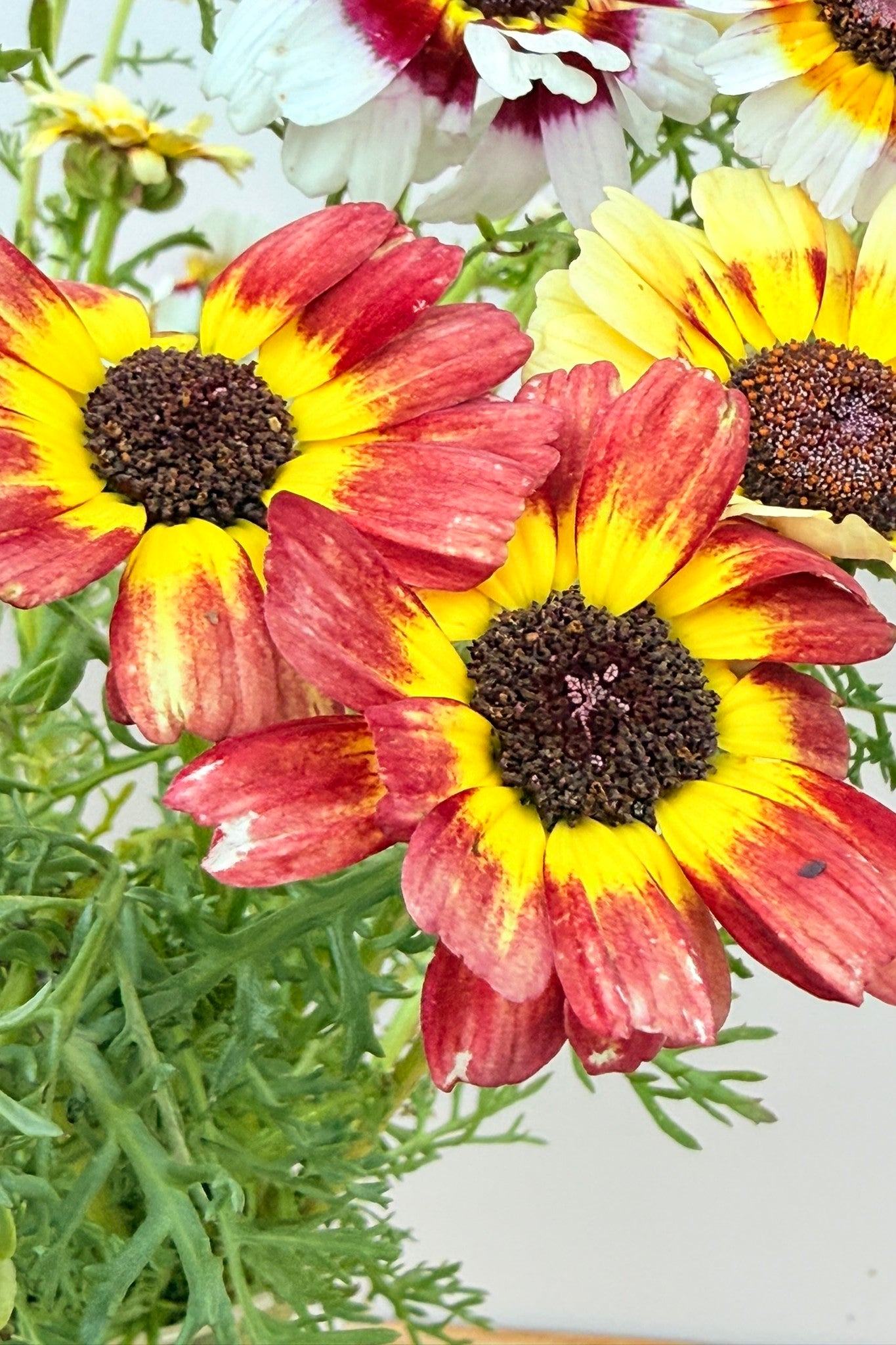 Okseøje ‘Rainbow mix’